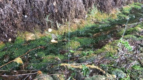 Rain dripping on green moss Stock Footage 119275690