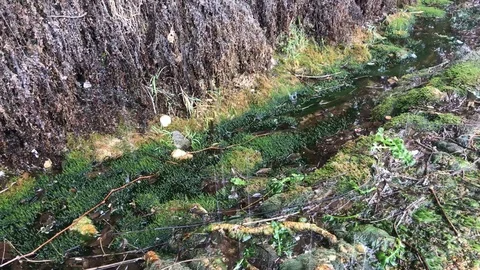 Rain dripping on green moss Video stock 119275700