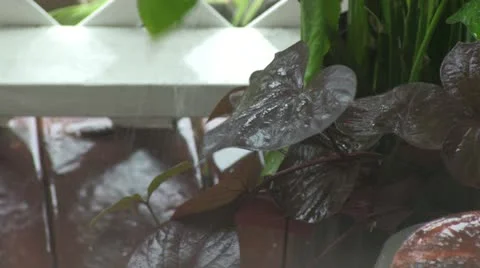 Rain dripping on leaf Video stock 12181247