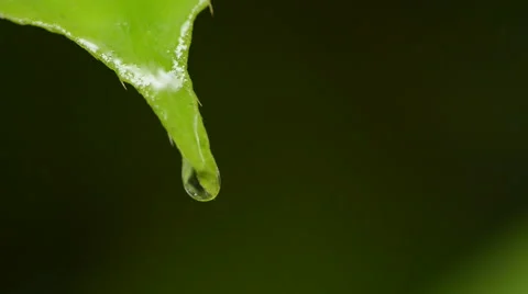 Rain dripping off leaf Stock Footage