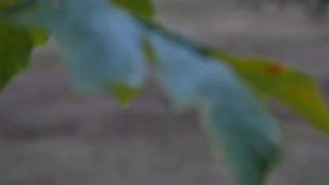 Rain Dripping From Leaf Stock Footage 92873151