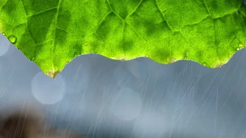 Rain dripping on a leaf Stock Footage 195854821