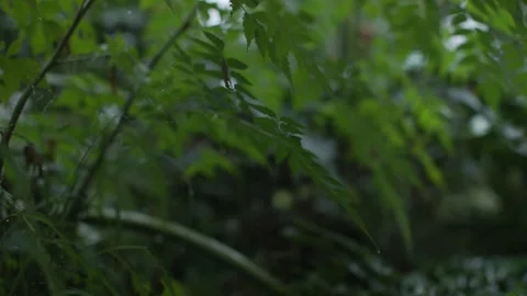 Rain Dripping From Leaves Slowmo 060 1min Video stock 287247135