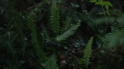 Rain Dripping From Leaves Slowmo 062 1min Video stock 287246453