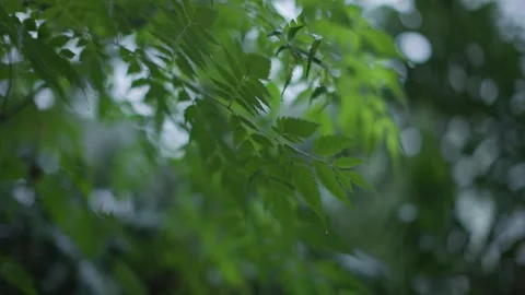 Rain Dripping From Leaves Slowmo 064 1min Video stock 287247156