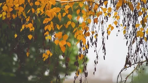 Rain dripping on leaves of trees. Yellow leaves of autumn trees and rain. Stock Footage 220669712