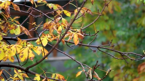 Rain dripping on leaves of trees. Yellow leaves of autumn trees and rain. Stock Footage 220874864