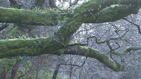Rain dripping from mossy tree Stock Footage 71389815