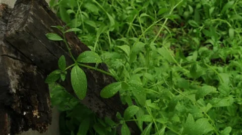 Rain Dripping Plants 01853 Stock Footage 8680537