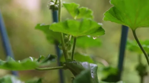 Rain dripping on plants slow motion Stock Footage 245437150