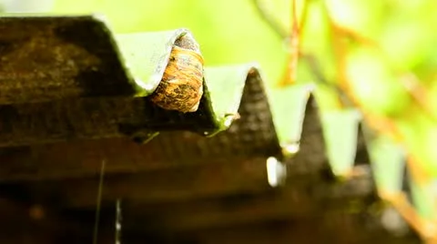 Rain dripping from roof Stock Footage 10920041