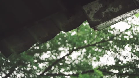 Rain dripping slowly from damaged gutter on rusty roof with green forest bo.. Stock Footage 312972854