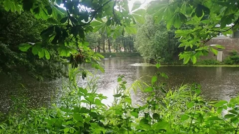 Rain dripping on the surface of the river, view from under a green tree, Russia Video stock 144861781