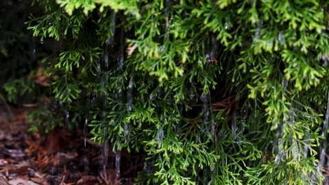 Rain drips from dense green foliage Stock Footage 335488532
