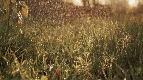 Rain drips ground green grass summer park sun glare bright light. morning rain Stock Footage 243387514