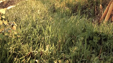 Rain drips ground green grass summer park sun glare bright light. morning rain Stock Footage 244305097