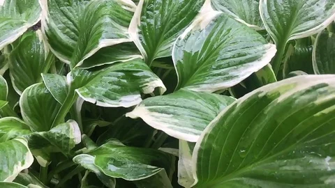 Rain drips on leaves Stock Footage 78783126