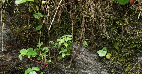 Rain drips off small plants growing from the face of a rock wall Stock Footage 209946863