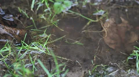 Rain drips through a puddle. macro Stock Footage 10566665