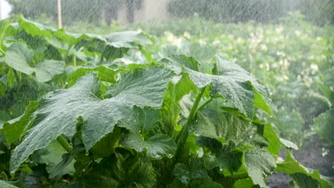 The rain drips on the watermelon leaves. Large Leaf Leaves. Summer rain is Stock Footage 200248958