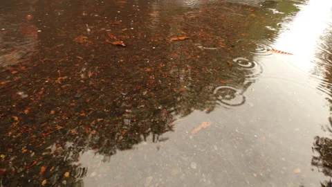Rain drizzle in pond Vídeos de archivo 138751228