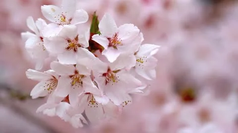 Rain drizzles on branches of cherry blossoms. Stock Footage 10900593