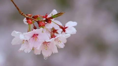 Rain drizzles on branches of cherry blossoms. Stock Footage 10900605