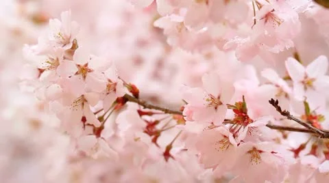 Rain drizzles on branches of cherry blossoms. Stock Footage 10900612