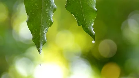 Rain drom from leaf 库存影片 51801897