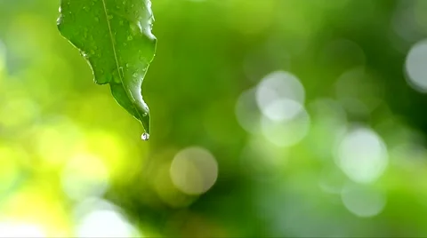 Rain drom from leaf Stock Footage 51801907