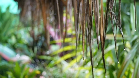 Rain drop along the nipa leaf roof Stock Footage 82022406