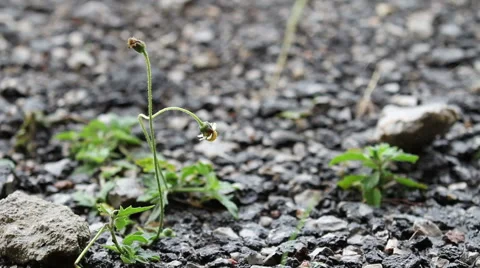 Rain drop and Grass flower Stock Footage 66685071
