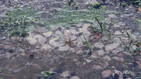 Rain drop and Grass flower Stock Footage 80061165