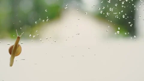 Rain drop and snail walking on window Stock Footage 254058667
