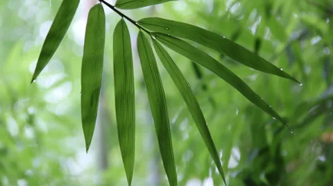 Rain drop on bamboo Video stock 35846222