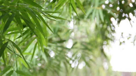 Rain drop on bamboo Video stock 35846230