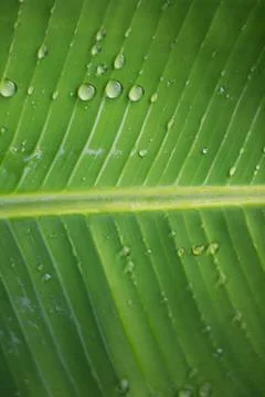 Rain drop on banana leaf background with shadow edge Stock-Fotos