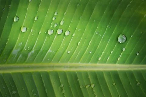 Rain drop on banana leaf background with shadow edge Stockfoto's
