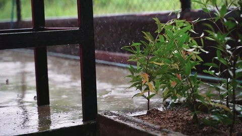 Rain drop on Cristina tree plant Stock Footage 95941077