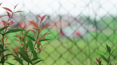 Rain drop on Cristina tree plant Video stock 95941211