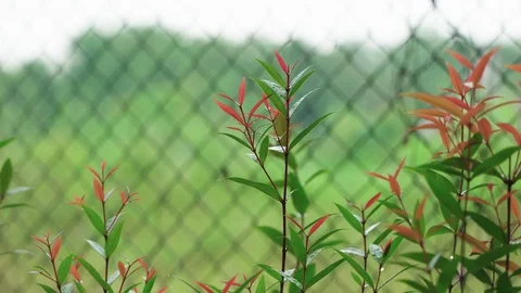 Rain drop on Cristina tree plant Stock Footage 117265709