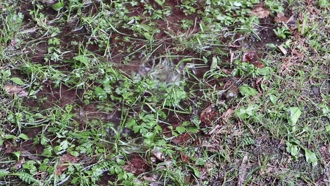 Rain drop down on ground from eaves above in rainy day Video stock 108649726