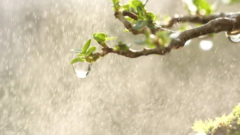 Rain drop dripping from green leave tree, slow motion Stock Footage 202125681