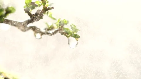 Rain drop dripping from green leave tree, slow motion Video stock 202125944