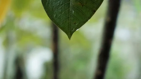 Rain Drop dripping from leaf slow motion Stock Footage 118941842