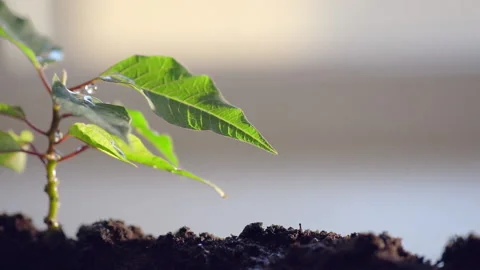 Rain drop drips on the green leaf of the young plant, ecology High quality Stock Footage 156289044