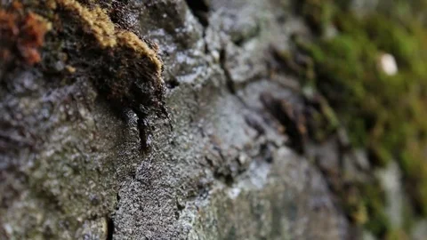 A rain drop drips from top of a root Vídeo Stock 76245253