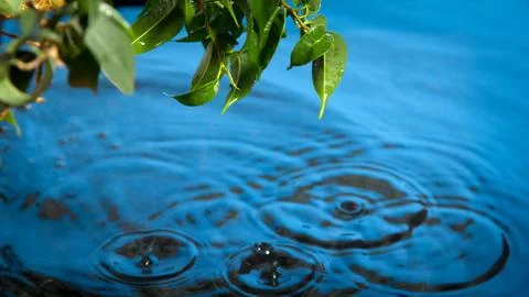 A rain drop falling from green leaf Stock Photos
