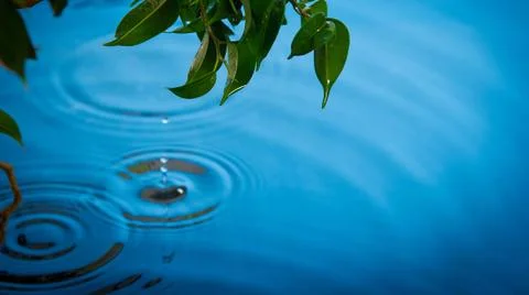 A rain drop falling from green leaf Stock Photos