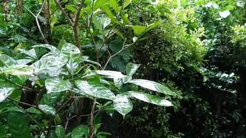 Rain drop falling on green leaves Stock Footage 160490561